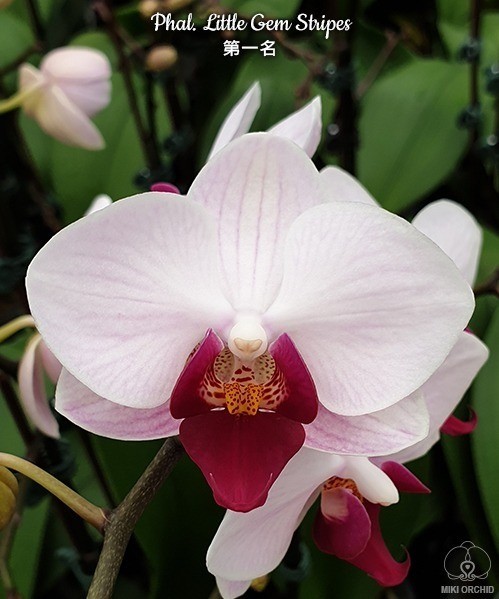 Phal. Little Gem Stripes 2.5"