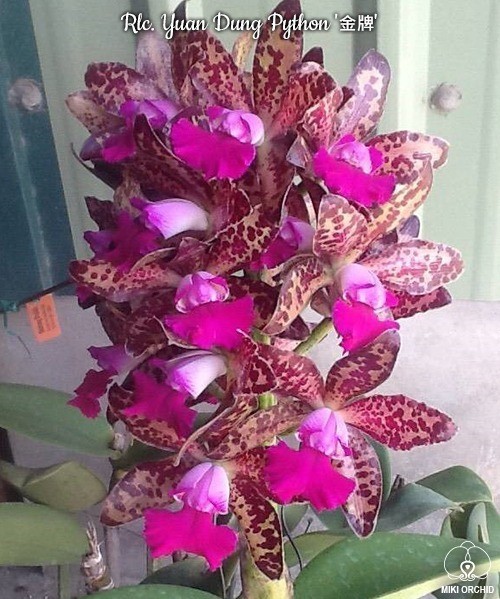 Rlc. Yuan Dung Python 2.5'' 