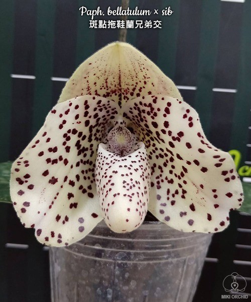 Paph. bellatulum × sib 2.5"