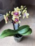 Мини орхидея Sogo Gotris / Tess; (2 цветоноса Ø 7 см)