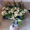 Мини орхидея Sogo Gotris / Tess; (2 цветоноса Ø 7 см)