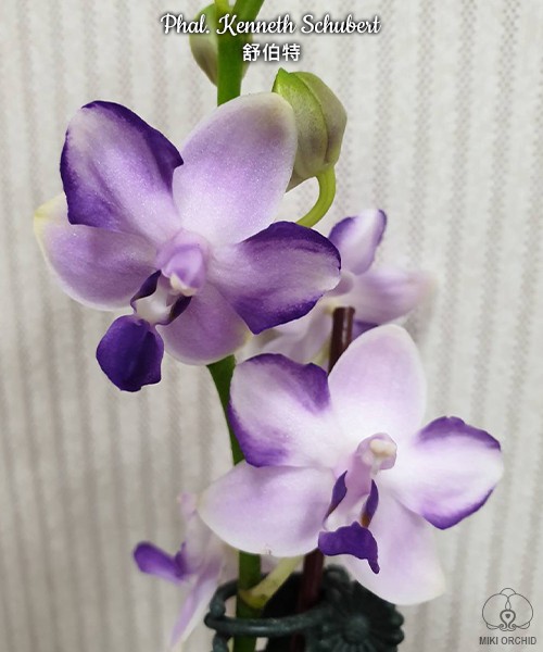 Phal. Kenneth Schubert 2.5''