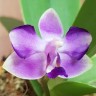 Phal. Kenneth Schubert 2.5''