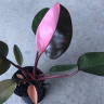 Philodendron Pink Princess Ø 6 см