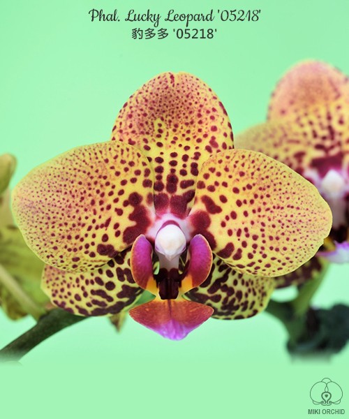 Phal. Lucky Leopard '05218' 2.5''