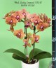 Phal. Lucky Leopard '05218' 2.5''