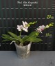 Phal. Miki Micparishii 2.5''