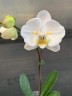 Phal. Sogo Yukidian 'V3' (peloric - 2 eyes) 2.5''