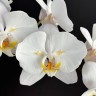 Phal. Sogo Yukidian 'V3' (peloric - 2 eyes) 2.5''