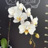 Phal. Sogo Yukidian 'V3' (peloric - 2 eyes) 2.5''