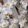 Phal. Sogo Yukidian 'V3' (peloric - 2 eyes) 2.5''