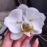 Phal. Sogo Yukidian 'V3' (peloric - 2 eyes) 2.5''