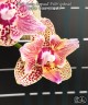 Phal. Lucky Leopard '3484' (peloric) 2.5''