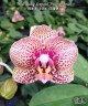 Phal. Lucky Leopard '3484' (peloric) 2.5''