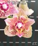 Phal. Lucky Leopard '3484' (peloric) 2.5''