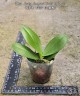 Phal. Lucky Leopard '3484' (peloric) 2.5''