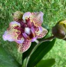 Phal. Lucky Leopard '3484' (peloric) 2.5''