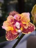 Phal. Lucky Leopard '3484' (peloric) 2.5''