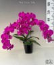 Phal. Harck Ruby 2.5"