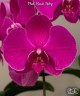 Phal. Harck Ruby 2.5"