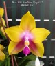 Phal. Miki Muse Bear King '692' 2.5''