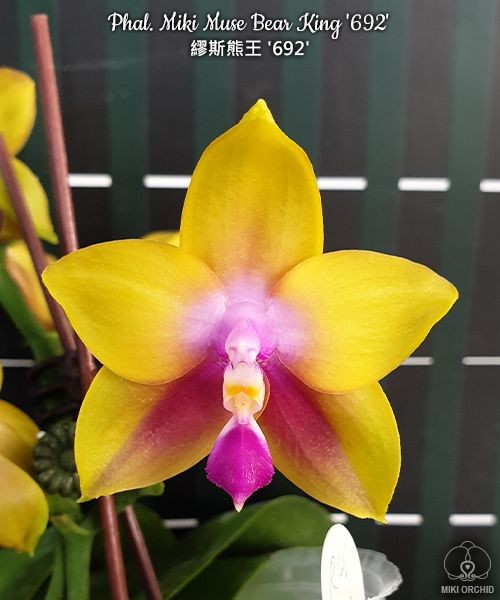 Phal. Miki Muse Bear King '692' 2.5''