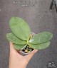 Phal. Miki Muse Bear King '692' 2.5''