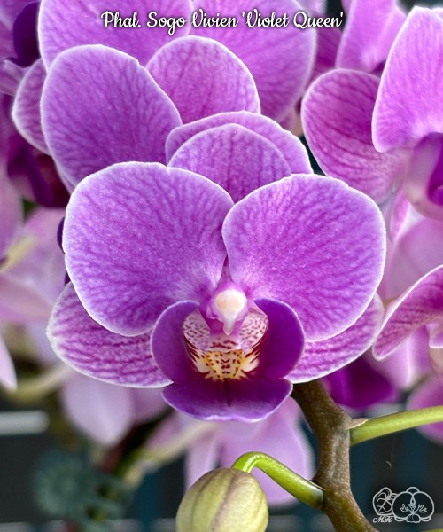 Phal. Sogo Vivien 'Violet Queen' 2.5"