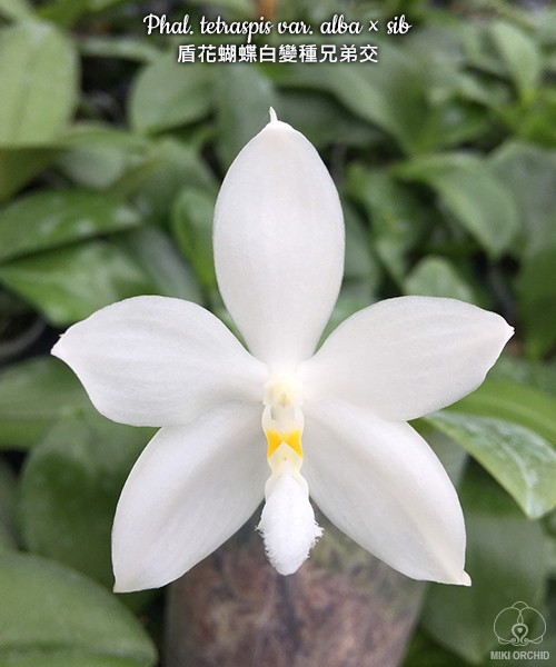 Phal. tetraspis var. alba × sib 2.5'' УЦЕНКА (нет нижн. лист.)