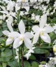 Phal. tetraspis var. alba × sib 2.5'' УЦЕНКА (нет нижн. лист.)