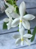 Phal. tetraspis var. alba × sib 2.5'' УЦЕНКА (нет нижн. лист.)