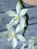 Phal. tetraspis var. alba × sib 2.5'' УЦЕНКА (нет нижн. лист.)