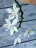 Phal. tetraspis var. alba × sib 2.5'' УЦЕНКА (нет нижн. лист.)