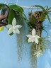 Phal. tetraspis var. alba × sib 2.5'' УЦЕНКА (нет нижн. лист.)