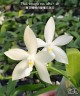 Phal. tetraspis var. alba × sib 2.5'' УЦЕНКА (нет нижн. лист.)