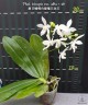 Phal. tetraspis var. alba × sib 2.5'' УЦЕНКА (нет нижн. лист.)