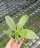 Phal. tetraspis var. alba × sib 2.5'' УЦЕНКА (нет нижн. лист.)