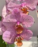 Phal. Meteor Shower 2.8''