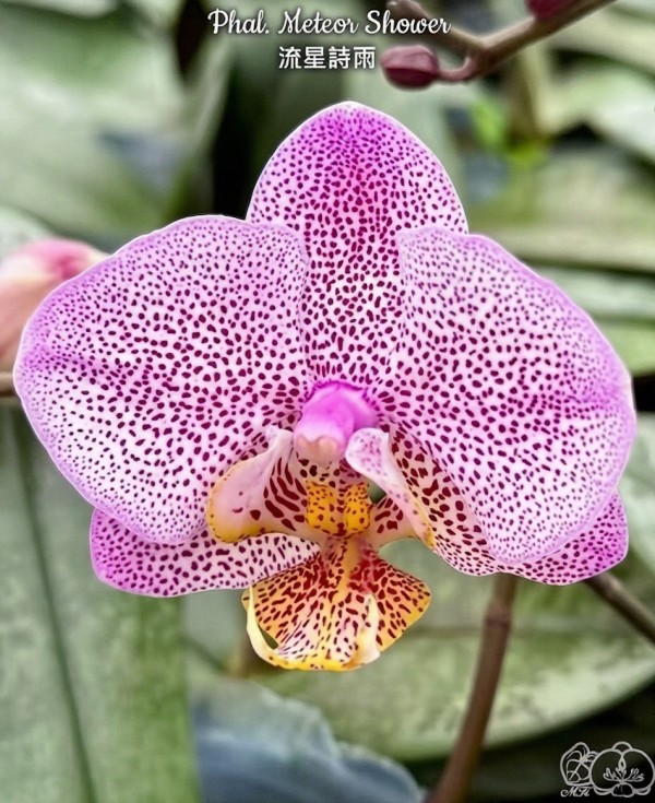 Phal. Meteor Shower 2.8''