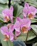 Phal. Meteor Shower 2.8''