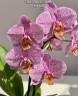 Phal. Meteor Shower 2.8''