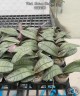 Phal. Meteor Shower 2.8''