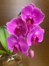 Phal. I-Hsin Violet Angel (peloric - 2 eyes) 2.5''