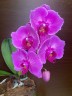 Phal. I-Hsin Violet Angel (peloric - 2 eyes) 2.5''