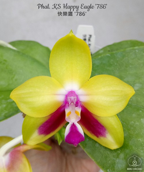 Phal. KS Happy Eagle '786' 2.5"