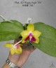 Phal. KS Happy Eagle '786' 2.5"
