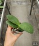 Phal. KS Happy Eagle 2.5"
