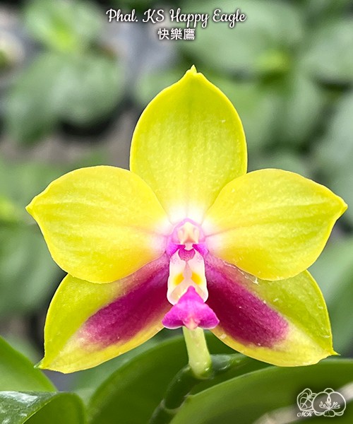 Phal. KS Happy Eagle 2.5"