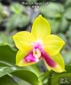Phal. KS Happy Eagle 2.5"