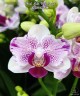 Phal. Miki Pink Angel 2.5"